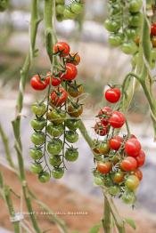 Image du Maroc Professionnelle de  Avec l'introduction des cultures sous abris serres, la région de Dakhla est devenue en très peu de temps célèbre pour ces productions de fruits et légumes destinés à l’export.  Sous d’immenses serres, la production des tomates en grappes bénéficie d’un climat phénoménalement ensoleillé, tempéré et régulier, Mardi 21 Novembre 2006. (Photo / Abdeljalil Bounhar)